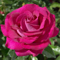 Bush Rose Belle Rives 3L