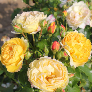 Bush Rose Belle De Jour 3L