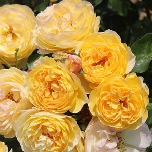 Bush Rose Belle De Jour 3L