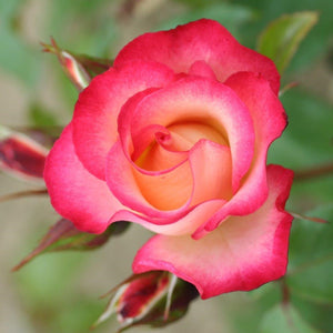 Bush Rose Birthday Girl 3L