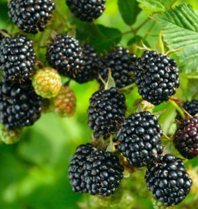 Blackberry (Rubus Fruticosus) 'Loch Ness' 3L