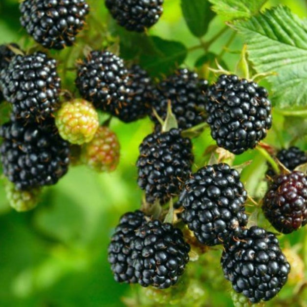 Blackberry (Rubus Fruticosus) 'Loch Ness' 3L