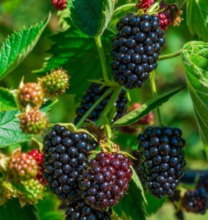 Blackberry (Rubus Fruticosus) 'Waldo' 3L