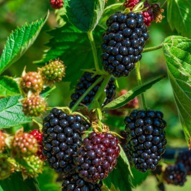 Blackberry (Rubus Fruticosus) 'Waldo' 3L