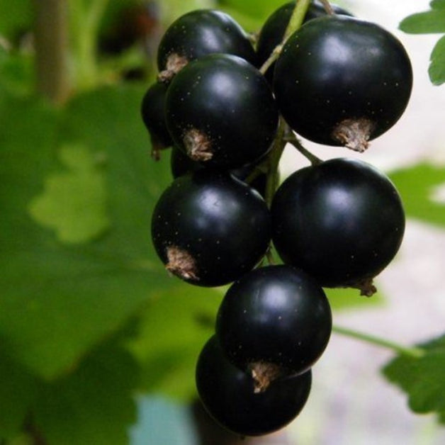 Blackcurrant (Ribes Nigrum) 'Ben Hope' 3L