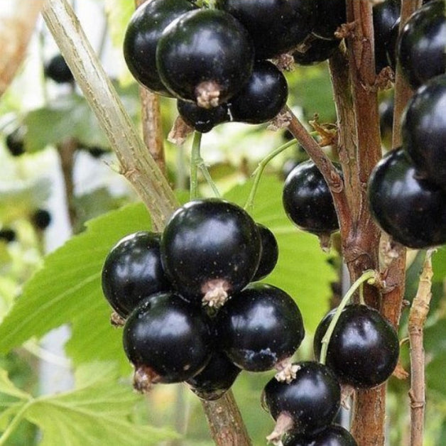 Blackcurrant (Ribes Nigrum) 'Ben Sarek' 3L