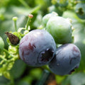 Blueberry (Vaccinium Corymbosum) 'Blue Crop' 3L