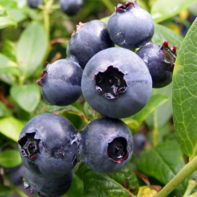 Blueberry (Vaccinium Corymbosum) 'Duke' 3L