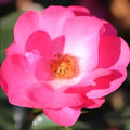 Bush Rose Rosy Cheeks 3L