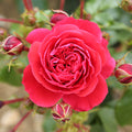 Bush Rose Cherry Girl 3L