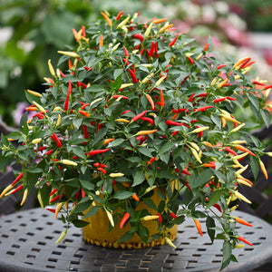 Chilli Pepper Basket of Fire 10cm