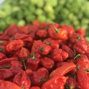 Dynamite Chilli Scotch Hot Red 10cm