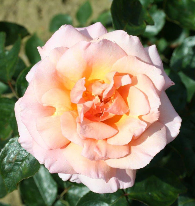 Climbing Rose Compassion 4L