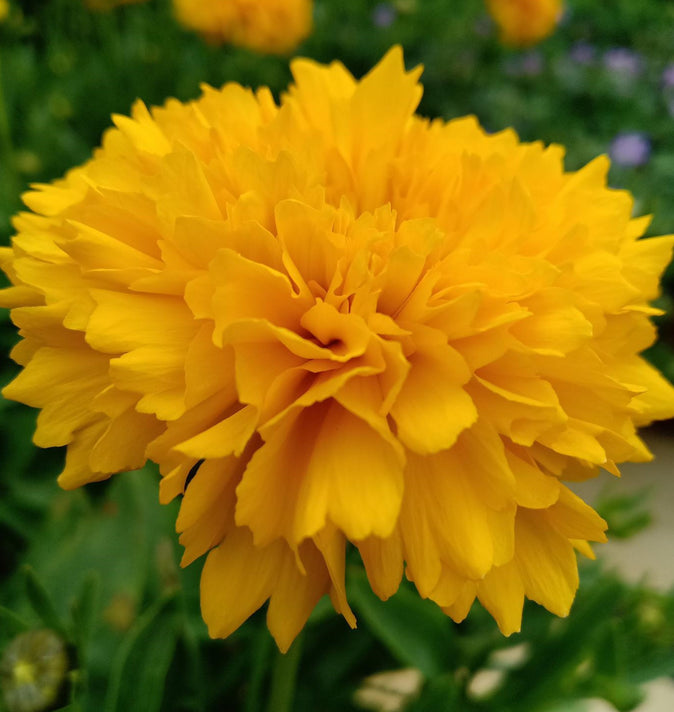 Coreopsis Golden Sphere 2L