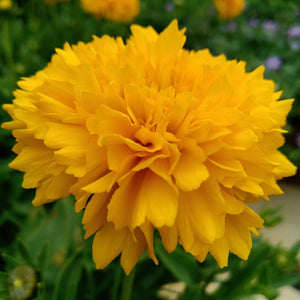 Coreopsis Golden Sphere 2L