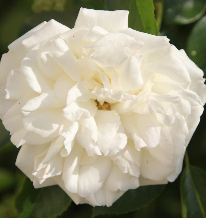 Bush Rose Diamond Dad 3L