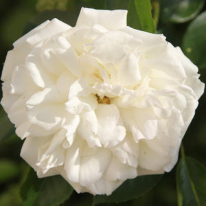 Bush Rose Diamond Dad 3L