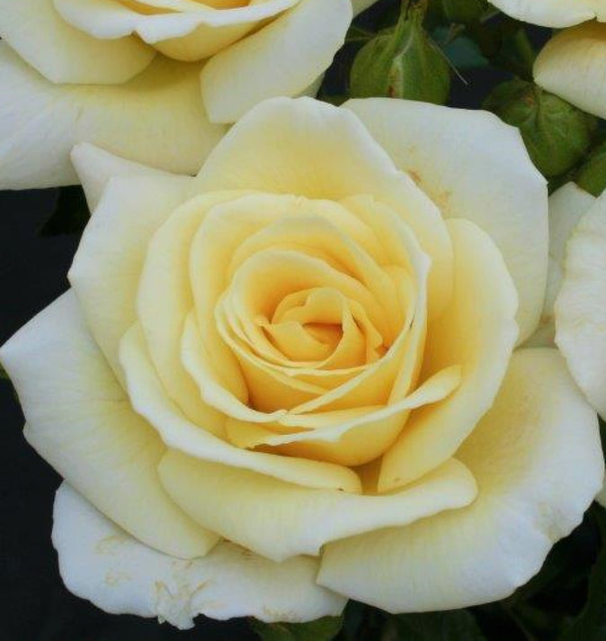 Bush Rose Diamond Days Forever 3L