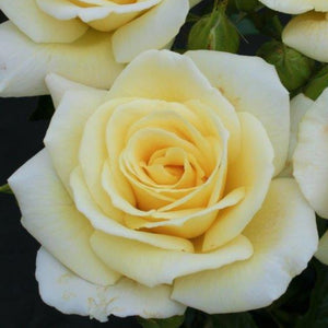 Bush Rose Diamond Days Forever 3L