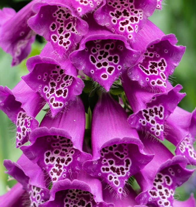 Digitalis 'Dalmatian Purple' 3L