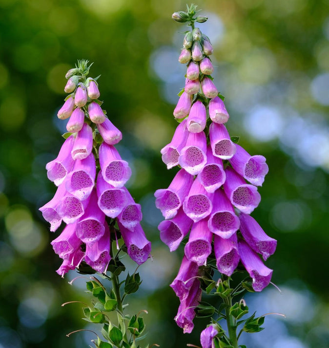 Digitalis 'Dalmatian Purple' 3L