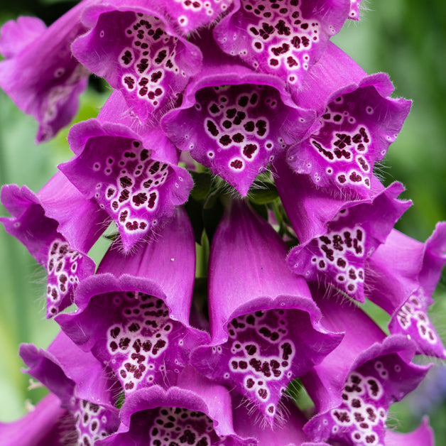 Digitalis 'Dalmatian Purple' 3L