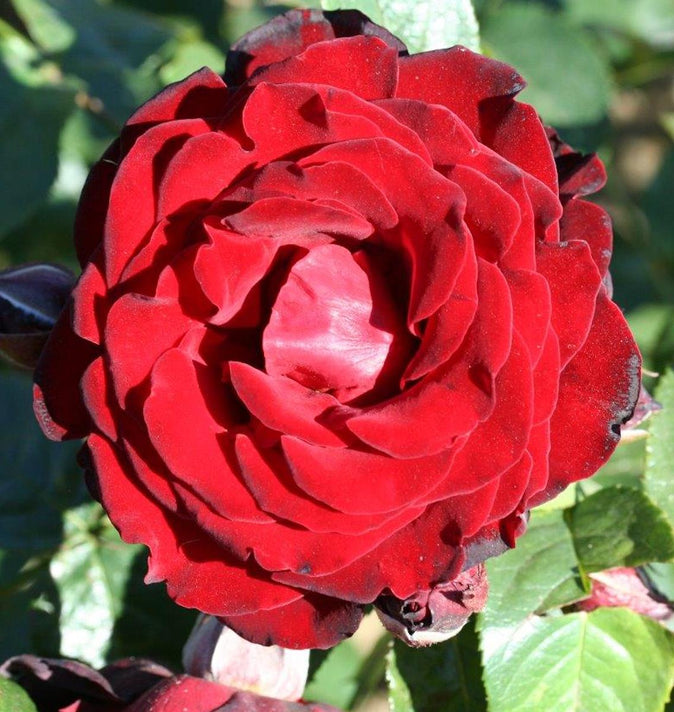 Climbing Rose Dublin Bay 4L