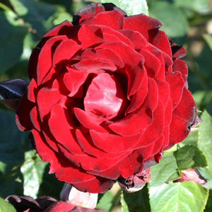 Climbing Rose Dublin Bay 4L