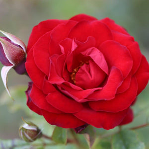 Patio Rose Dwarf Fairy 3L