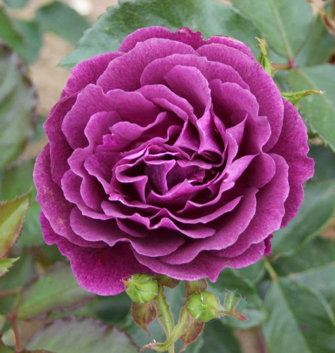 Bush Rose Ebb Tide 3L