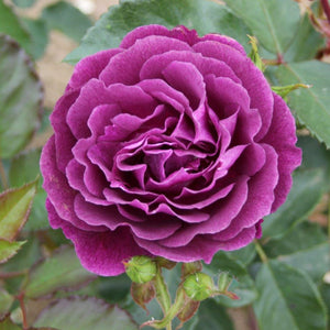 Bush Rose Ebb Tide 3L