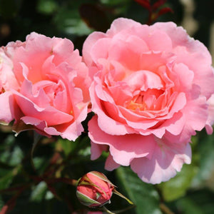Bush Rose English Miss 3L