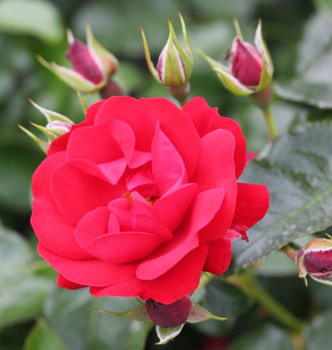 Bush Rose Eternity 3L