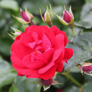 Bush Rose Eternity 3L