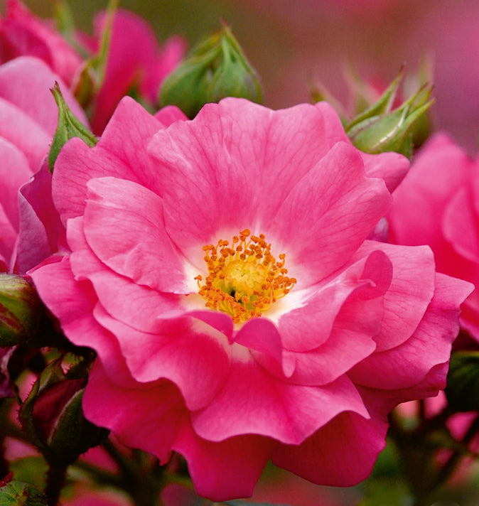 Flower Carpet Rose Pink 3L