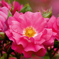Flower Carpet Rose Pink 3L