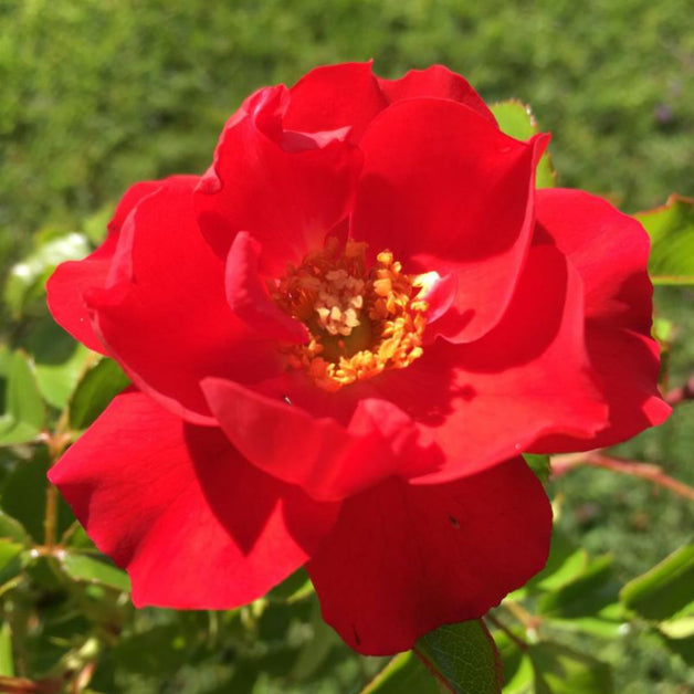 Flower Carpet Rose Ruby 3L