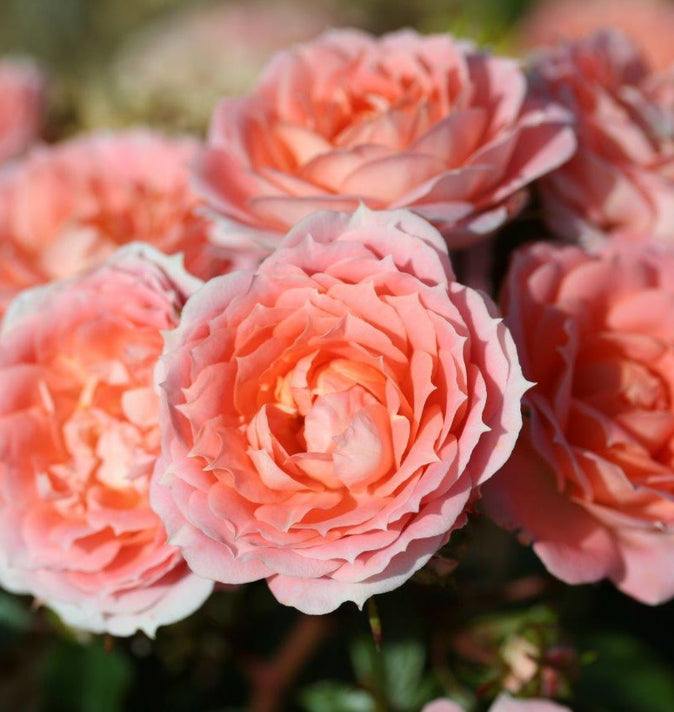 Patio Rose Flower Power 3L