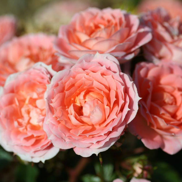 Patio Rose Flower Power 3L