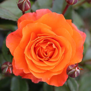 Bush Rose For You, With Love 3L