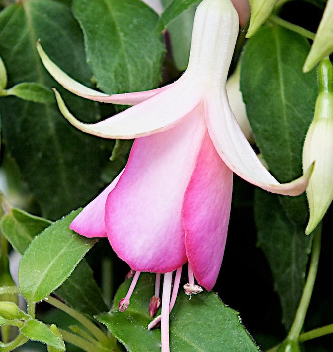Fuchsia Fairy Lights 3L
