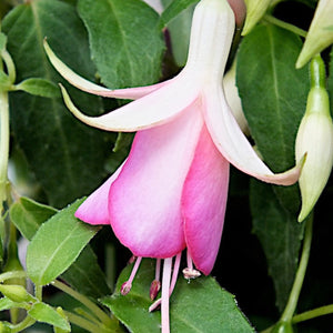Fuchsia Fairy Lights 3L