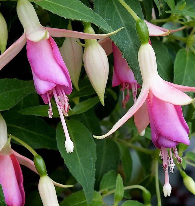 Fuchsia Fairy Lights 3L