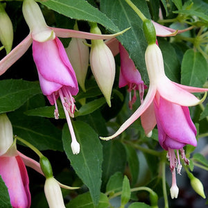 Fuchsia Fairy Lights 3L