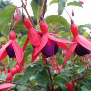Fuchsia Mrs Popple 3L