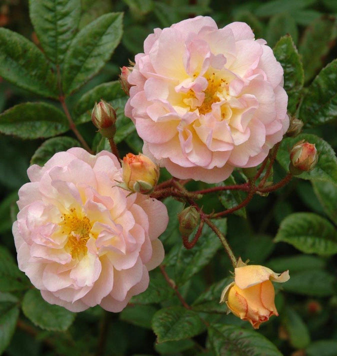 Peter Beale Rambling Rose Ghislaine De Feligonde 4L