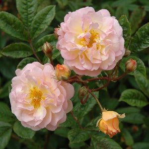 Peter Beale Rambling Rose Ghislaine De Feligonde 4L