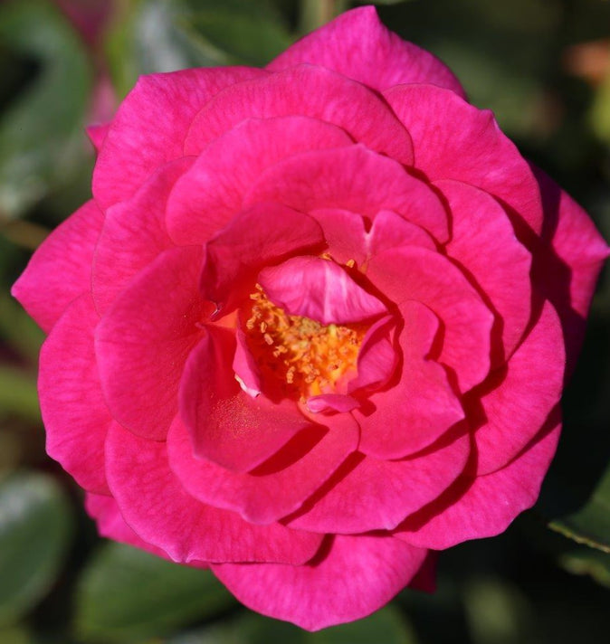 Climbing Rose Gloriana 4L