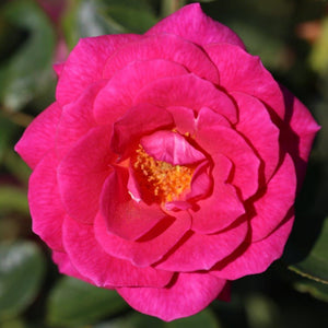 Climbing Rose Gloriana 4L