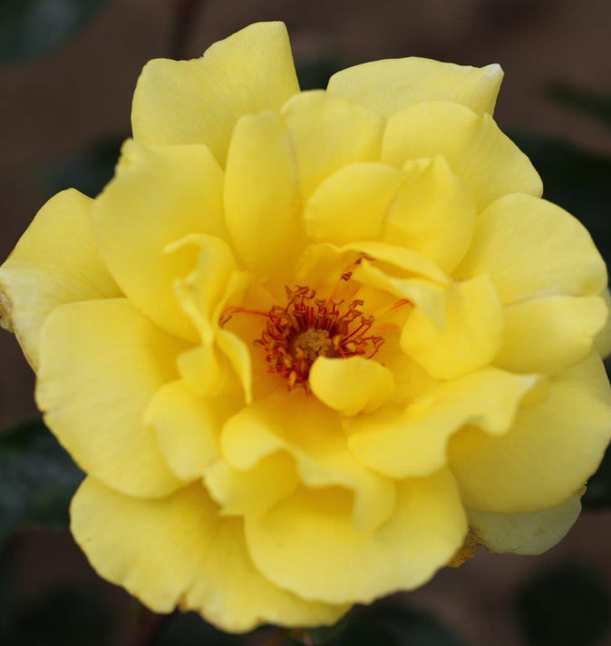 Climbing Rose Golden Showers 4L